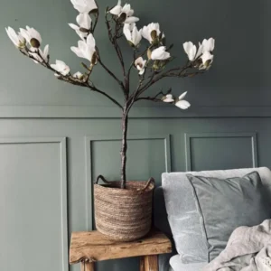 Magnolienbaum im Topf - 120 cm Weiß