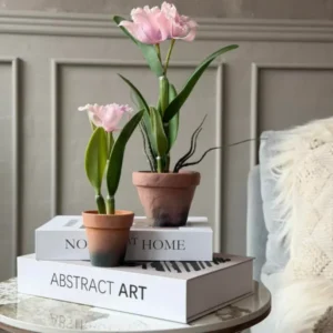 Orchidee im Topf Rosa - Verschiedene Größen