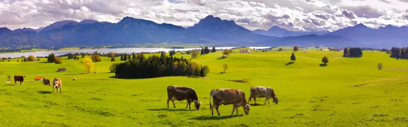 Küchenrückwand-Grüne Bergwiese mit Kühen