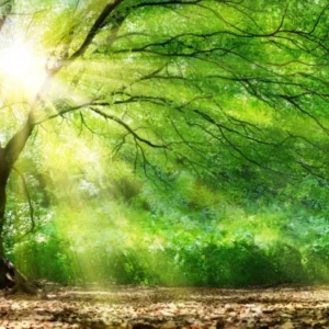 Küchenrückwand-Energiegeladener Wald