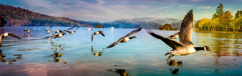 Küchenrückwand-Entenschwarm am Lake Windermere