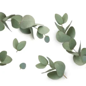 Küchenrückwand-Grüne Eukalyptus Blätter