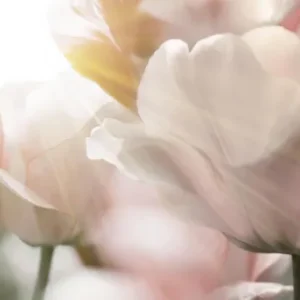 Küchenrückwand-Tulpen in Sonnenstrahlen